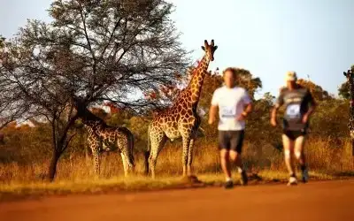 Büyük Beşli Maratonu