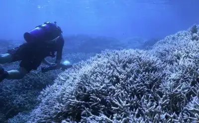 Mercan Peşinde (Chasing Coral)