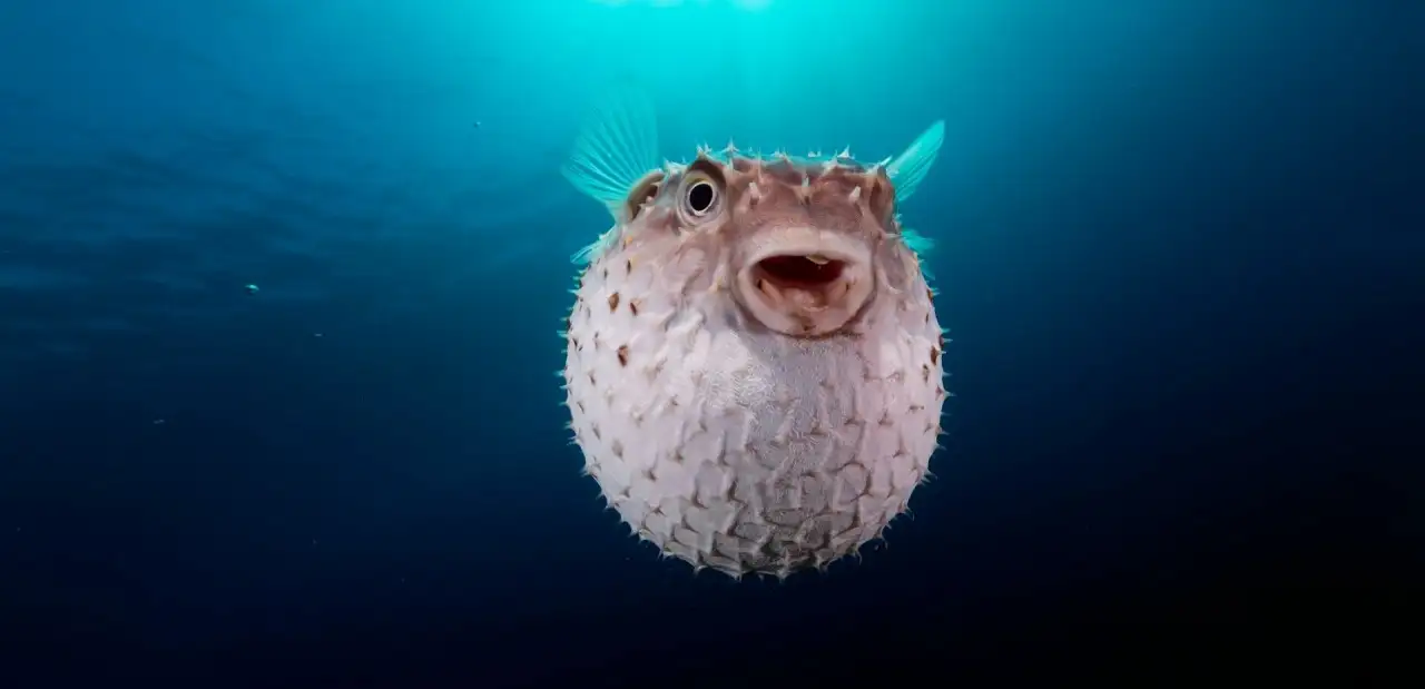Balon Balığı
