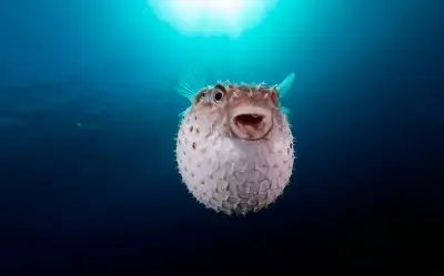 Balon Balığı
