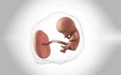 Bebek Plasentası Yemek