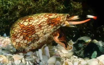 Koni Salyangozu