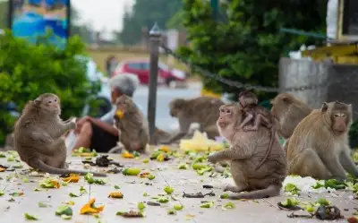 Maymunlara Hizmet Etmek